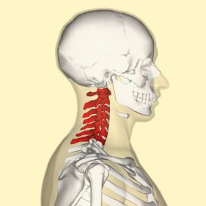 Coluna Cervical